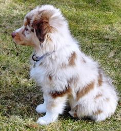 a brown and white dog sitting in the grass