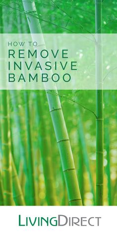 a bamboo tree with the words how to remove invasive bamboo