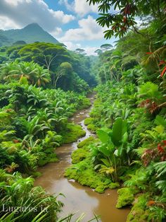 a river running through a lush green forest filled with lots of trees and plants on the side of a mountain