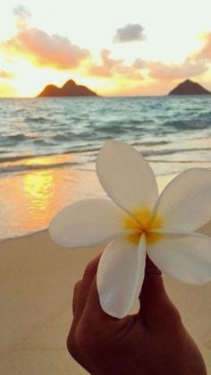 a person holding a flower in front of the ocean at sunset with mountains in the background