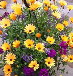 yellow and purple flowers are in a pot