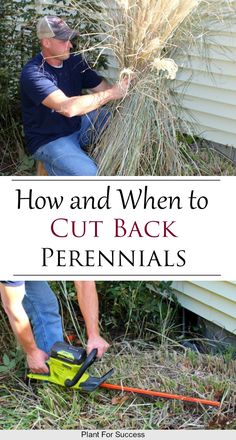 a man cutting grass with a power tool and text overlay that reads how and when to cut back perennials