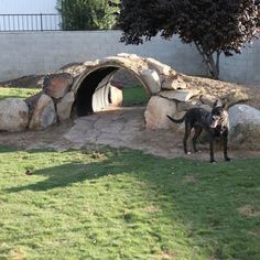 a black dog standing in front of a stone tunnel with grass and rocks around it