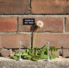 a dandelion is growing in front of a brick wall with a sign that says please do not touch