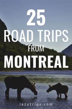 two animals in the water with text overlay reading 25 road trips from montreall