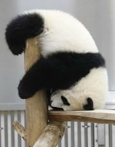 a black and white panda bear sitting on top of a wooden bench next to a stuffed animal