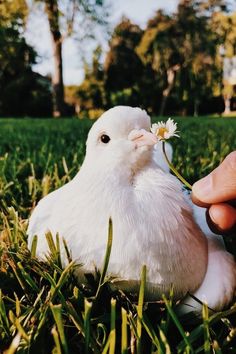 a small white bird sitting in the grass with a flower in it's beak