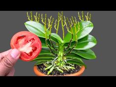 a hand holding a half eaten tomato in front of a potted plant with green leaves