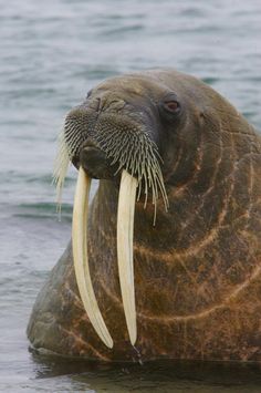 a walpopo with long, curved tusks swimming in the water