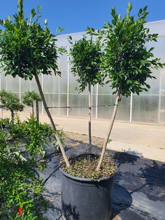 two small trees in a large potted planter