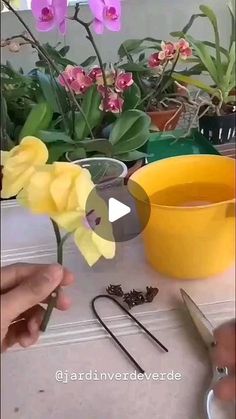 someone is cutting up flowers with scissors on a table next to some potted plants