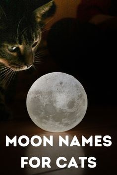 a cat sitting next to a full moon with the words moon names for cats on it