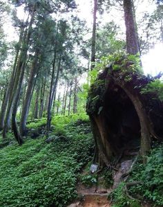 there is a very large tree in the middle of the forest with stairs going up it