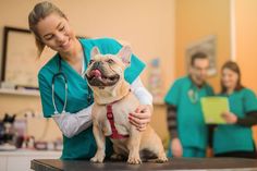 Vet-Clinic Animal Doctor, Vet School, Pet Vet, Vet Clinics, Veterinary Clinic, Veterinary Medicine, Work With Animals