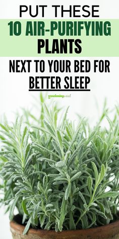 a potted plant with the words put these 10 air purifying plants next to your bed for better sleep