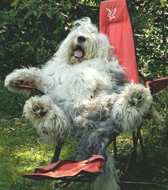 a dog sitting in a lawn chair with his legs up