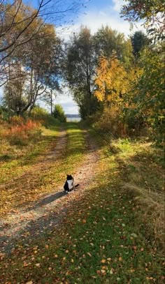 a black and white cat sitting on the side of a dirt road next to trees