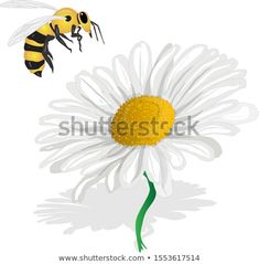 two bees flying over a white flower with yellow pollen on it's petals, and one