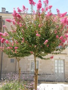 pink flowers are blooming in front of a building