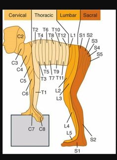 Bolesti Chrbta, Human Body Anatomy, Spine Health, Medical School Essentials, Muscle Anatomy, Human Anatomy And Physiology, Medical Anatomy, Medical Studies