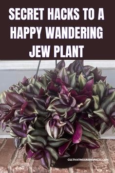 a potted plant sitting on top of a tile floor next to a door with text overlay saying secret hacks to a happy wandering jew plant