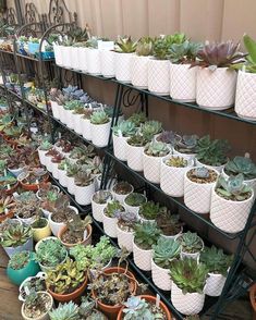 many potted plants are lined up on shelves