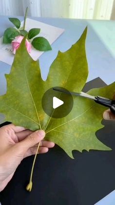 someone cutting up a large leaf with scissors