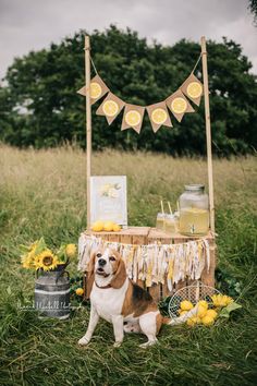 a dog standing in front of a table with lemons on it and decorations around it