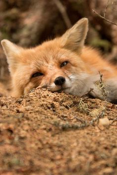 a small red fox laying on the ground