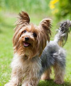 a small dog standing on top of a lush green field