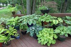 there are many potted plants on the deck