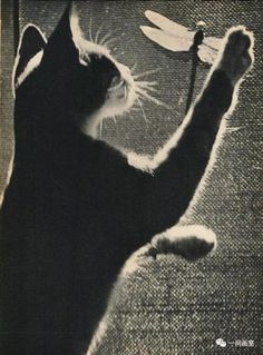 a black and white photo of a cat playing with a bird on a wire toy