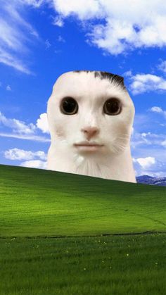 a cat's face is shown in front of a green field with blue sky and clouds