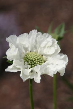 a white flower with green center in front of a brown background