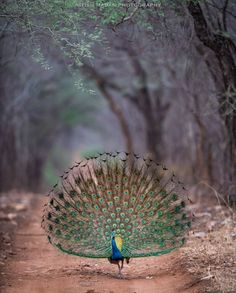 a peacock displaying its feathers in the middle of a dirt road with trees behind it