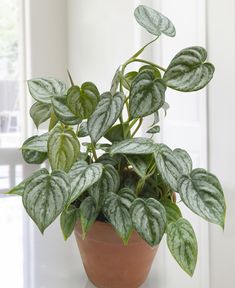 a potted plant sitting on top of a white table next to a window sill