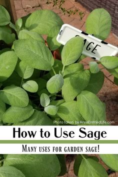 a close up of plants with the words how to use sage in front of them