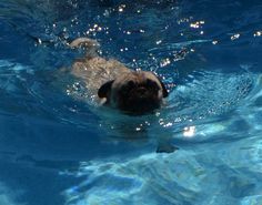 a pug swimming in the pool with his head above water