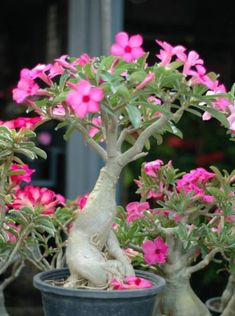 several bonsai trees with pink flowers growing in them