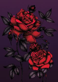 two red roses on a purple background with leaves in the foreground and one pink rose in the middle