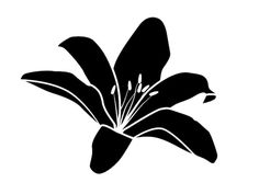 a black and white silhouette of a lily flower on a white background stock photo 949876