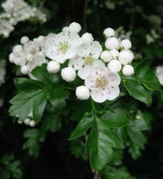 white flowers with green leaves in the background