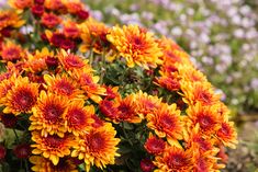 a bunch of flowers that are in the grass