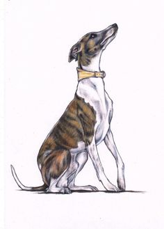 a drawing of a dog sitting down with its head turned to the side looking up