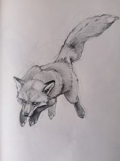 a pencil drawing of a fox jumping in the air