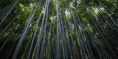 tall bamboo trees in the middle of a forest