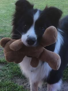 a black and white dog holding a stuffed animal in it's mouth