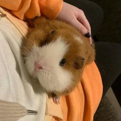 a small brown and white hamster sitting on someone's lap with it's head sticking out