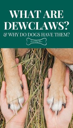 two hands holding dogs paws with the words what are dew claws? and why do dogs have them?