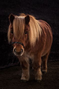 a small brown horse standing on top of a dirt ground next to a black wall